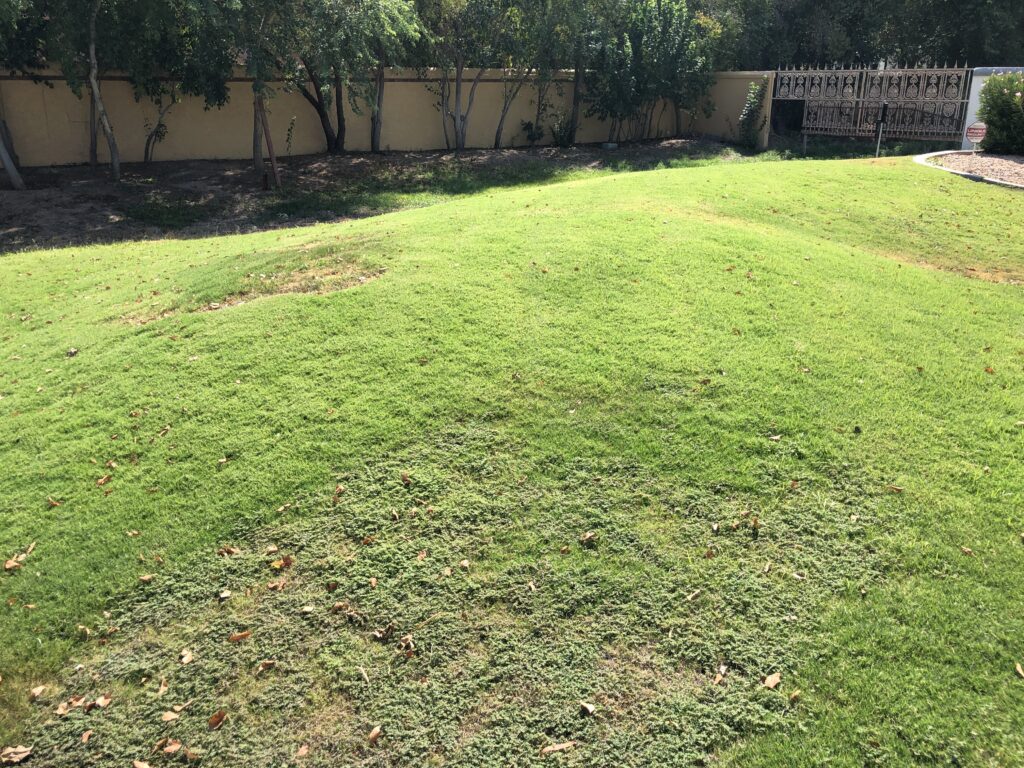 back yard Paradise Valley, Arizona before new synthetic lawn installation