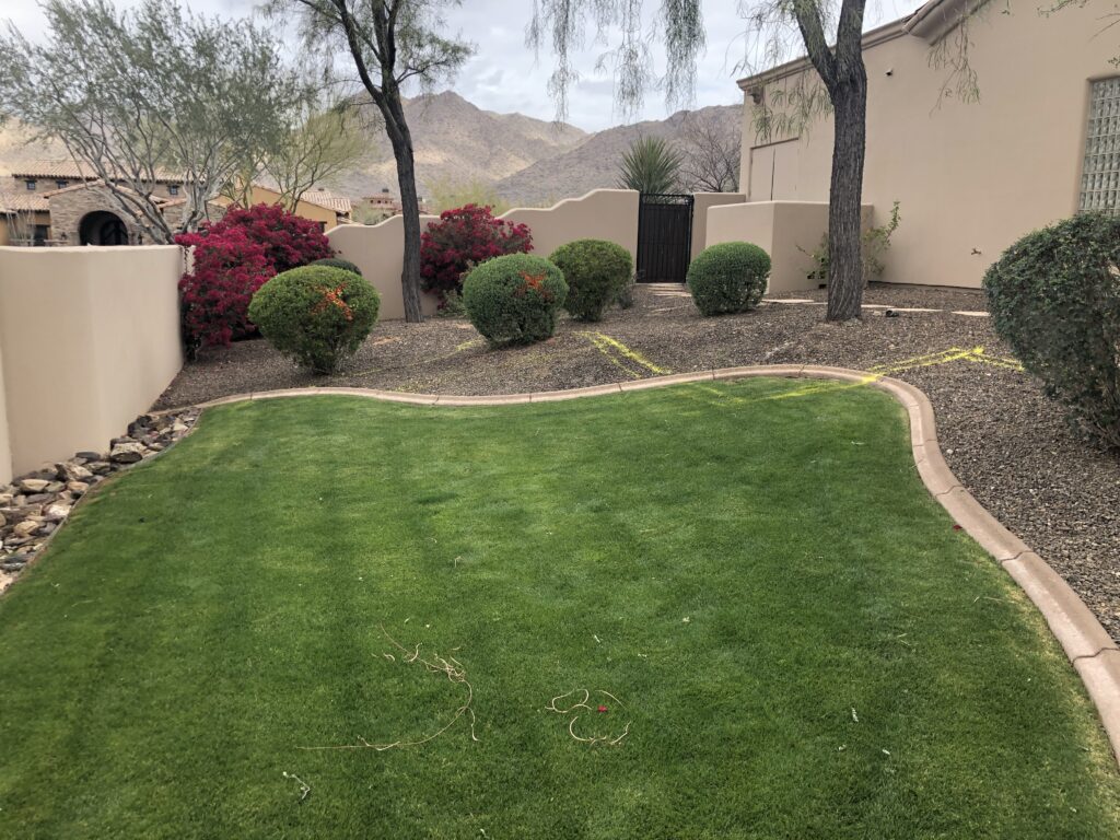 grass in North Scottsdale before artificial turf putting green landscape installation